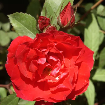 Роза плетистая Симпати в коробке ЦО 