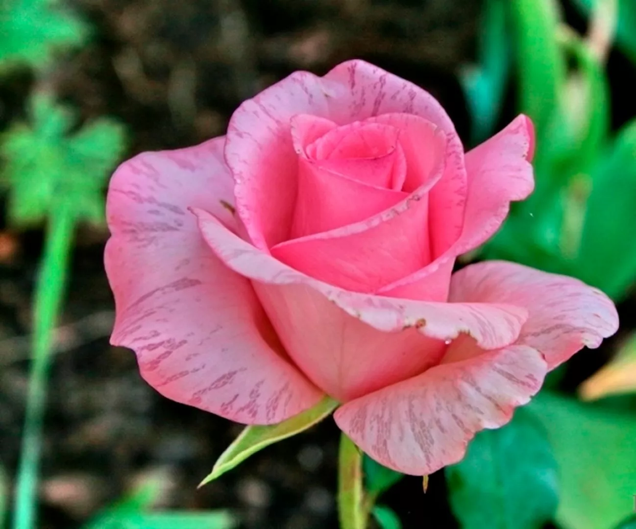 Роза чайно-гибридная Коперник в коробке ZP 