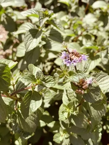 Корневище Мята перечная Тархун 1 штПоиск 