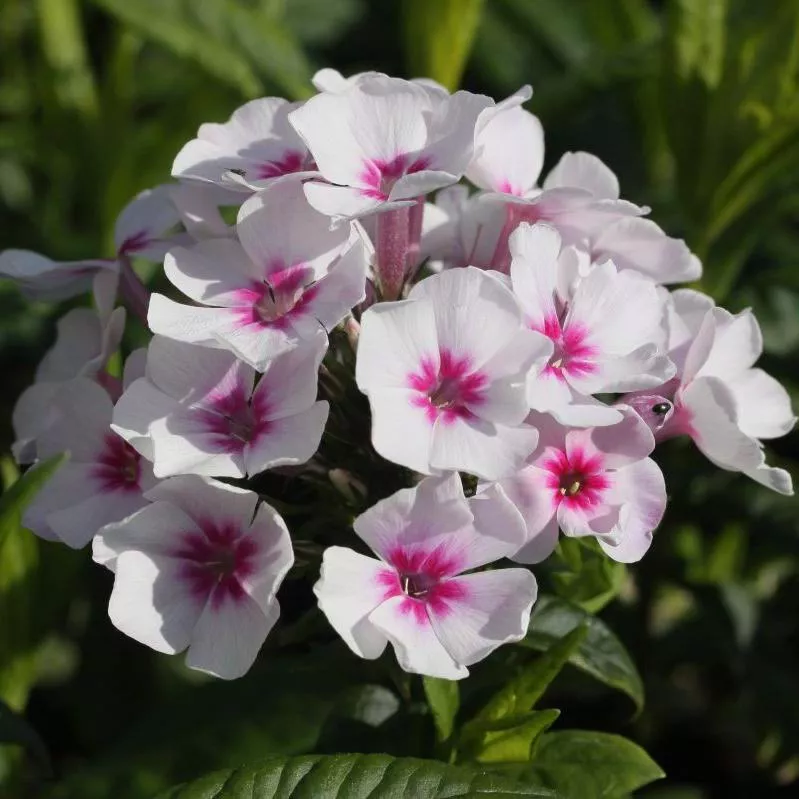 Флокс метельчатый Свизл v2 Tim 