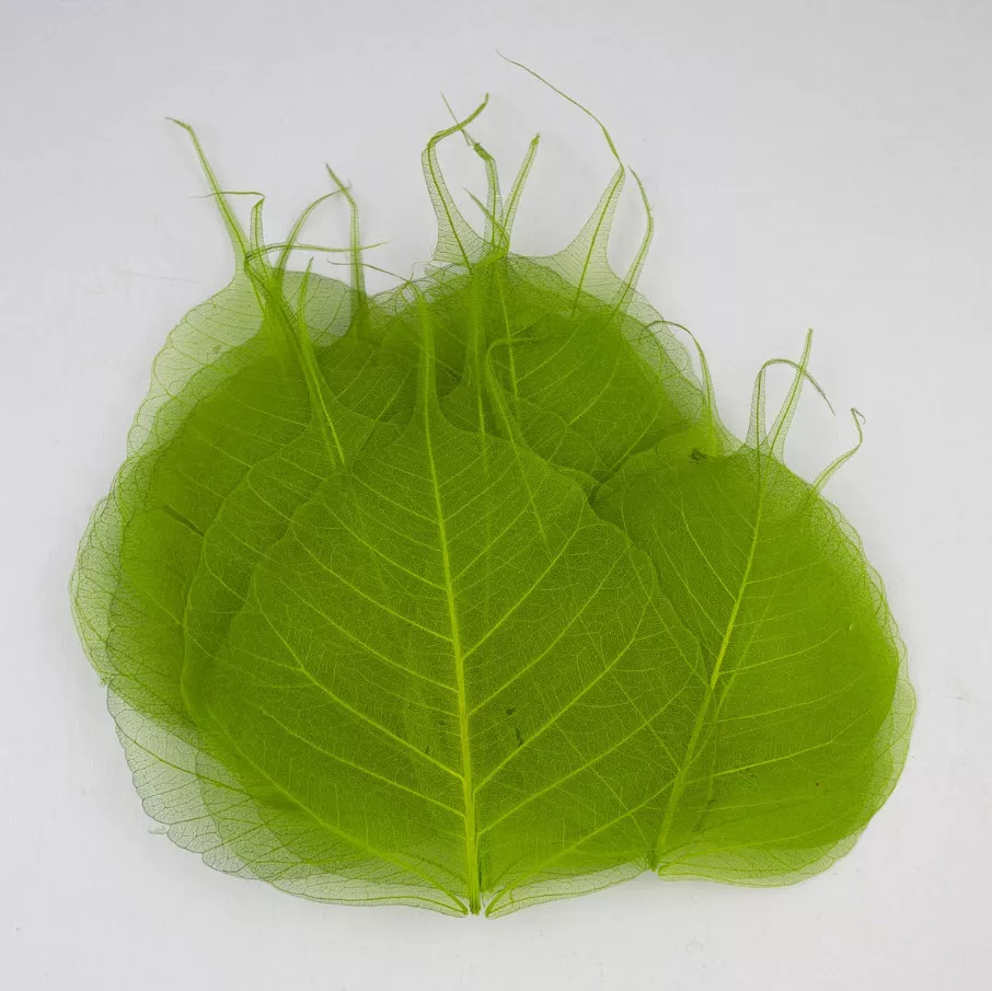 Сухоцветы Листья скелетированные набор 50шт, зеленый по цене 