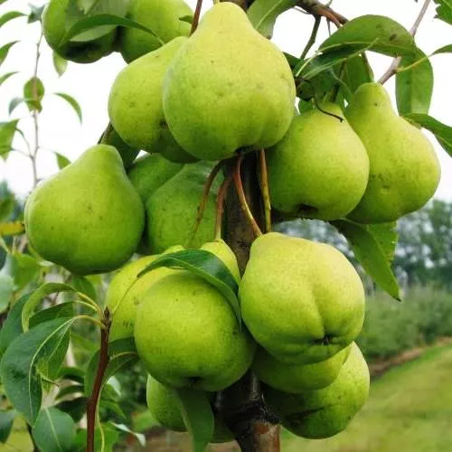 Груша Феерия v7/10 120-140 Tim 