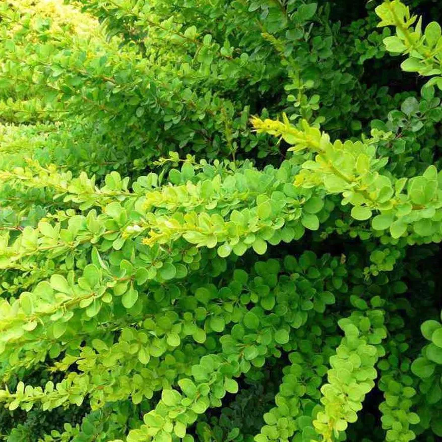 Барбарис тунберга Грин Карпет v15 h40-60 UL 