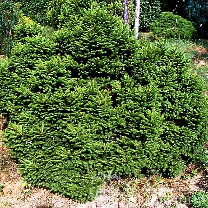 Растение ель обыкновенная Максвели 