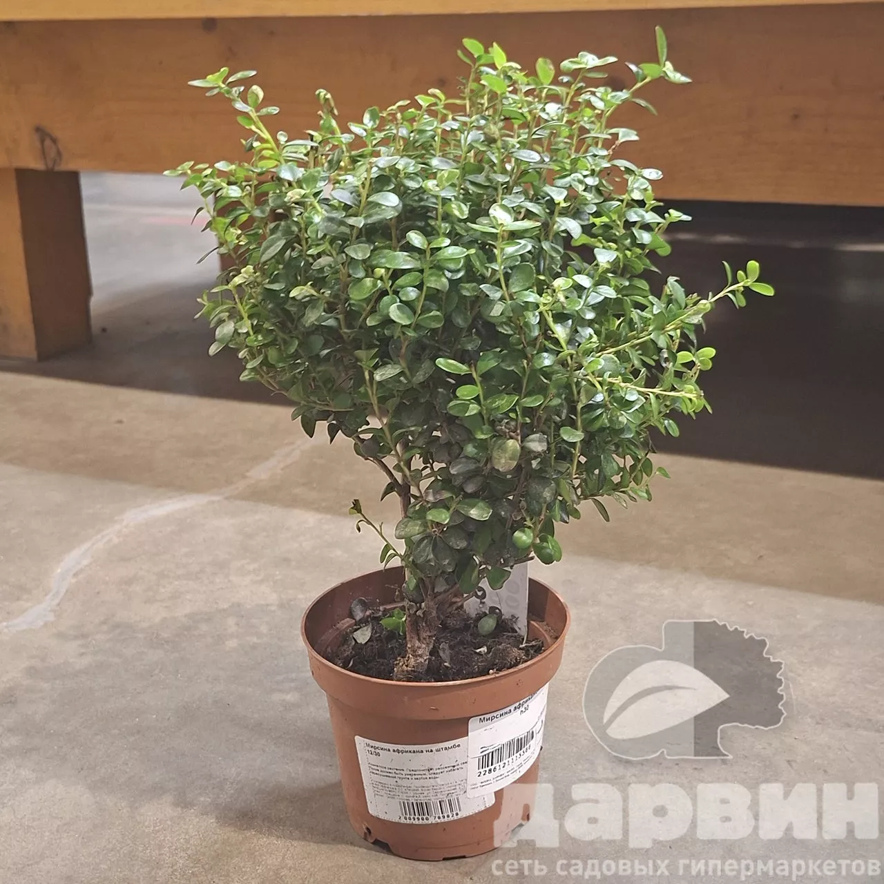 Мирсина африканская d12 h30 