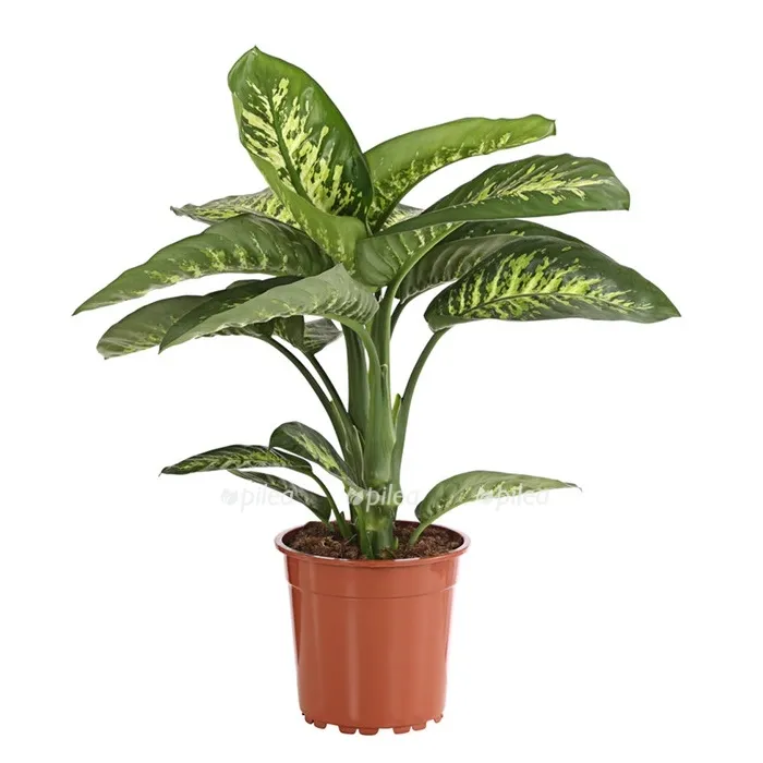 Диффенбахия Рива d17 h60 