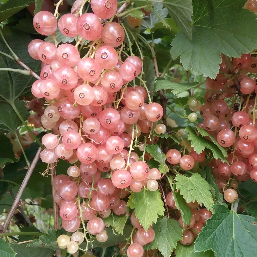 Смородина Розовый жемчуг v2 Tim 