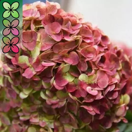 Гортензия метельчатая Граффити C15, 20-30 YP 