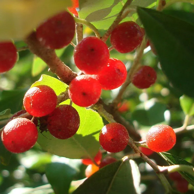 Лох зонтичный Аморозо v2 CL 