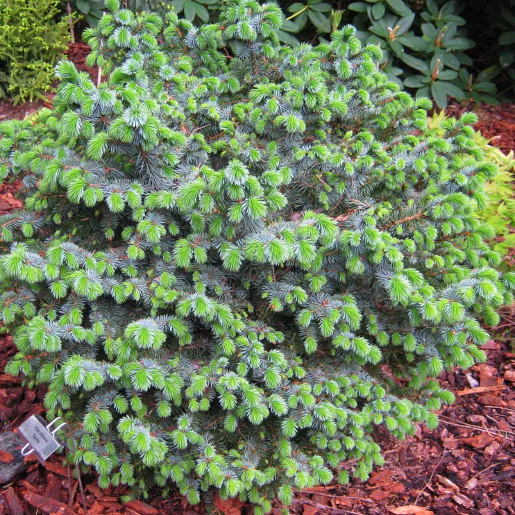 Ель ситхинская Папузе C10 35-40 