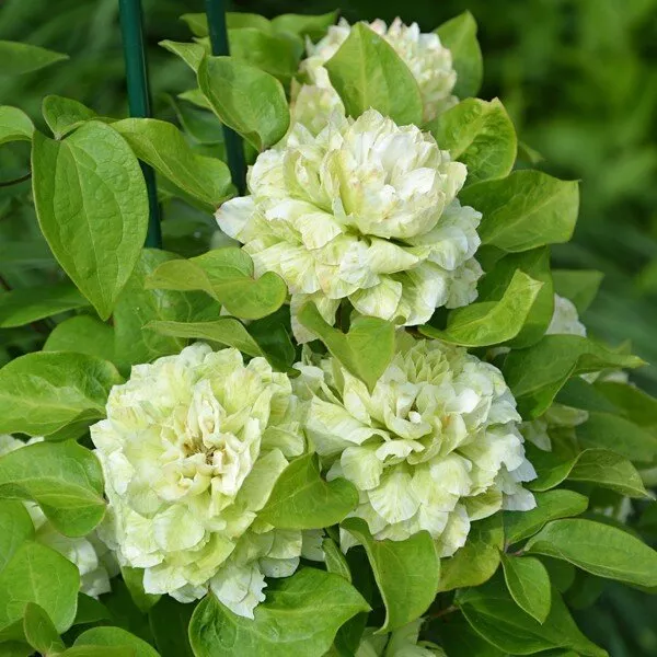 Клематис Кохана Р9 CL 