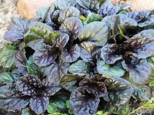 Живучка ползучая Блэк Скэллоп ,С1,5ЦО 