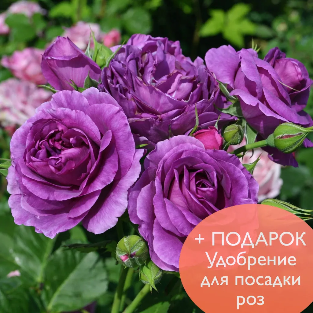 Роза Флорибунда Минерва в коробке Биосфера 