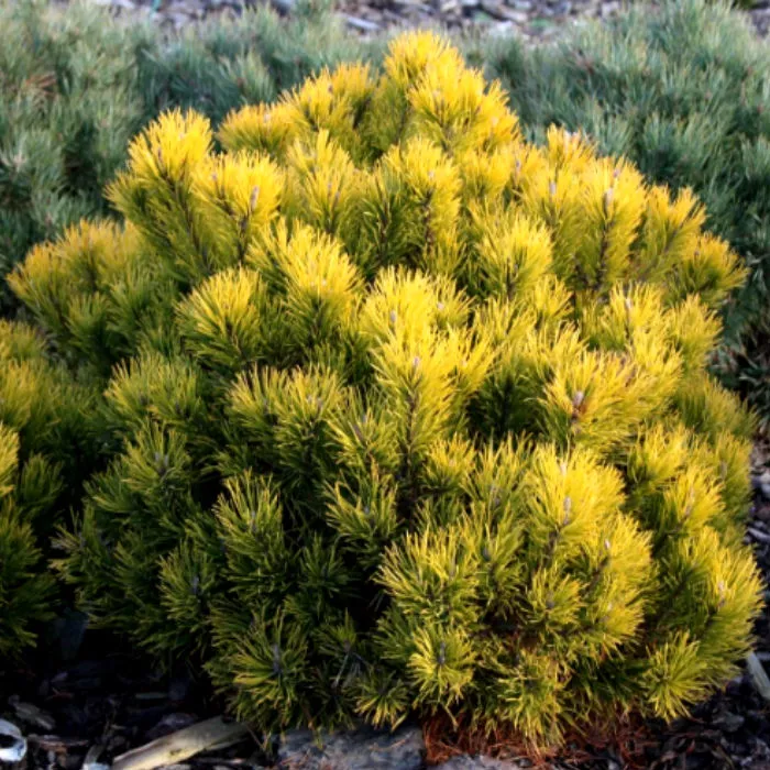 Растение сосна горная Dezember Gold C3szcz. BL 2017 