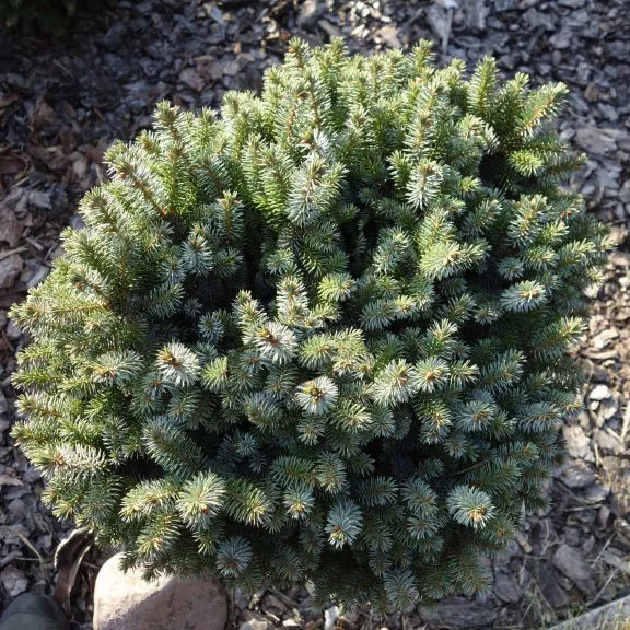 Ель ситхинская Вэйси 15-20 штамб 20см 