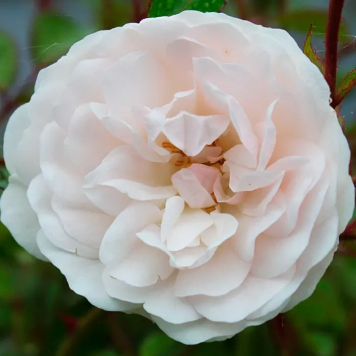 Роза почвопокровная Свани v5 Tim 