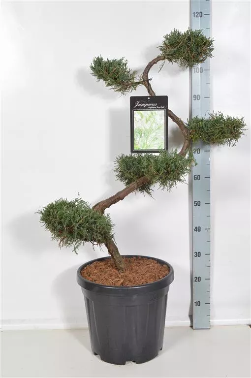 Можжевельник виргинский Грей Оул v15 80 Бонсаи Tw 