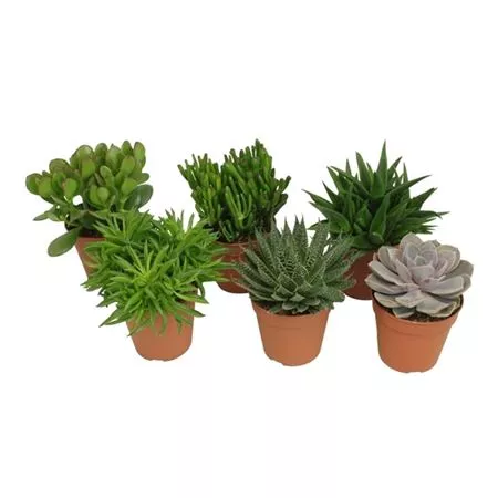 Суккулент микс d6 h15 