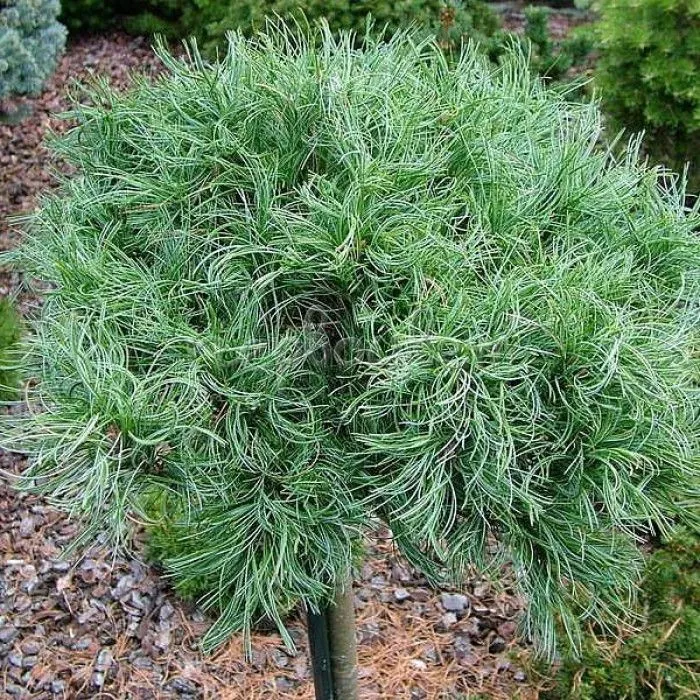 Сосна веймутова Тайни Керлз v5 25-30 Tw 