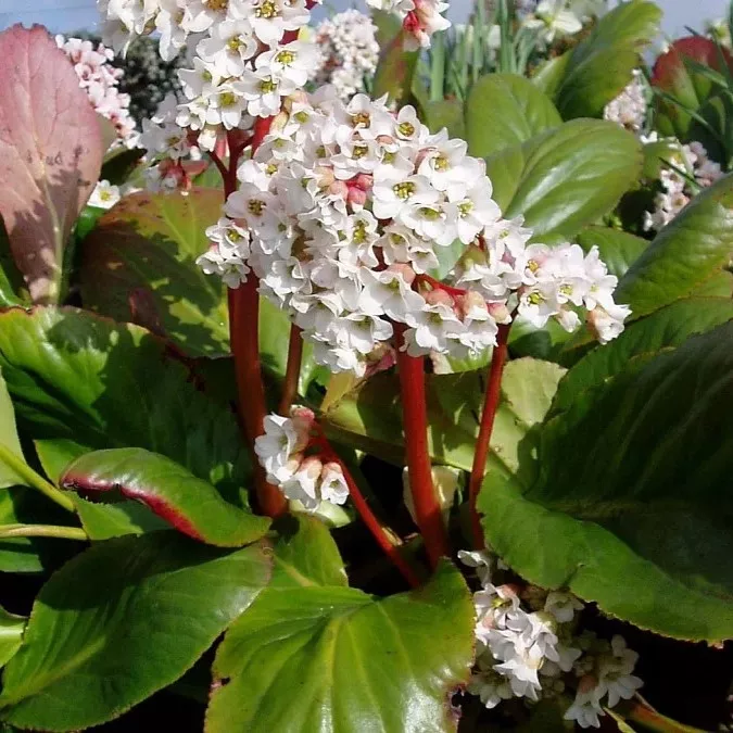 Бадан Брессингхем Вайт v2 Tim 