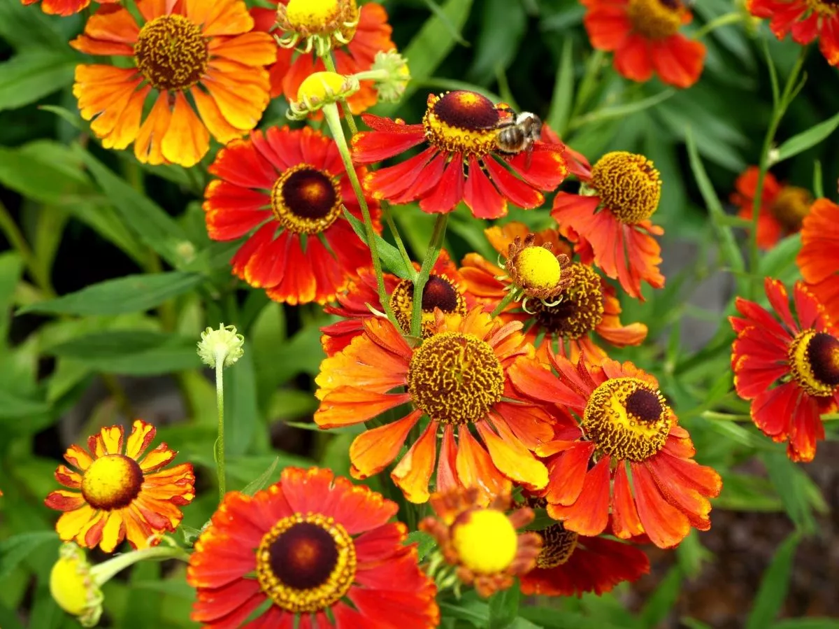 Гелениум v3 Push 