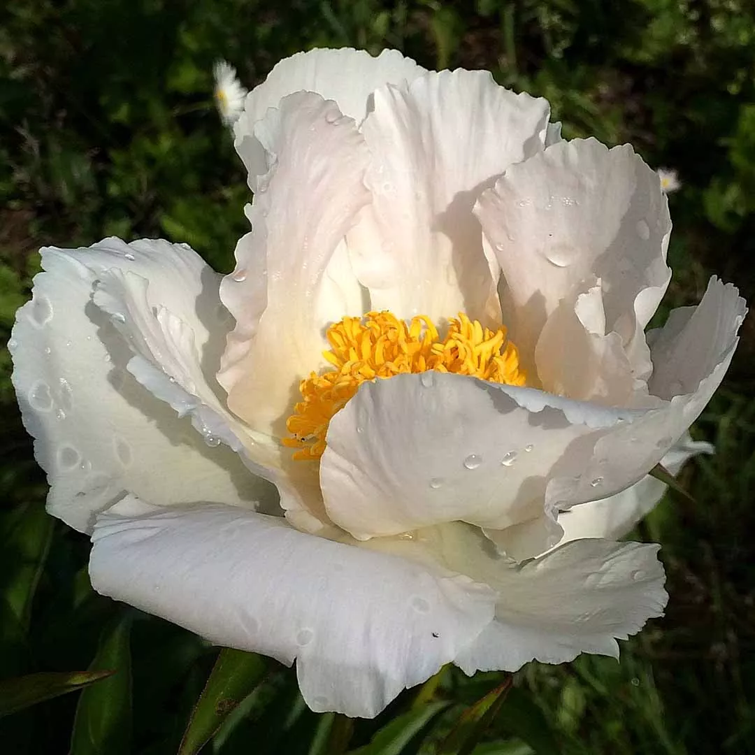 Пион Бу Ти v3-5 Tim 