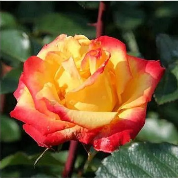 Роза спрей Нью Стар v5 Lav 