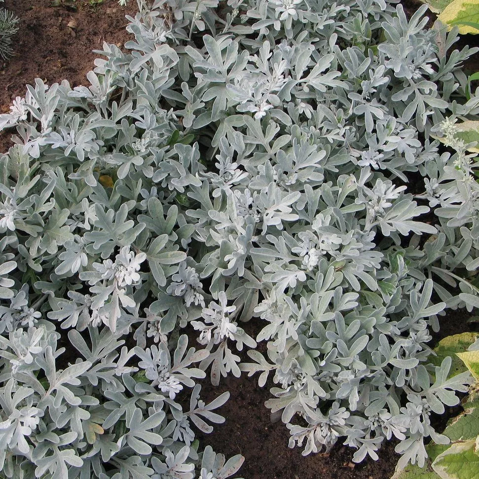 Полынь декоративная фото. Полынь Стеллера (Artemisia stelleriana). Полынь Садовая серебристая. Полынь Садовая Стеллера. Полынь Стеллера цветы.