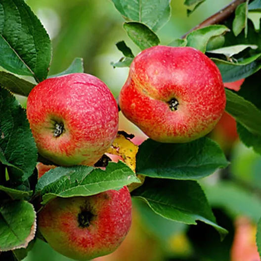 Яблоня Бельфлер-Китайка поздн v7 80-100 Tim 