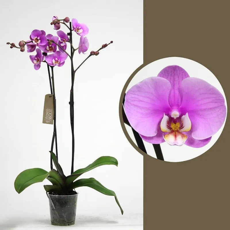 Фаленопсис 3 ст d12  ЯР 