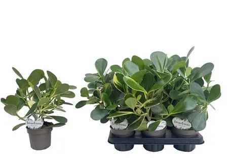 Клузия Розея вариегата d12 h40 