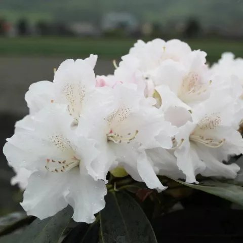 Рододендрон гибридный Шнеекроне c5 