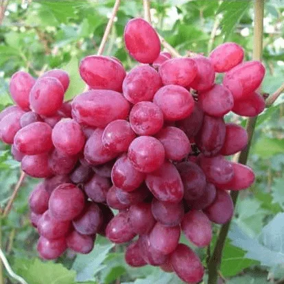 Велес Виноград