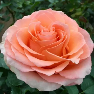 Роза флорибунда Колар риф v5 Lav 