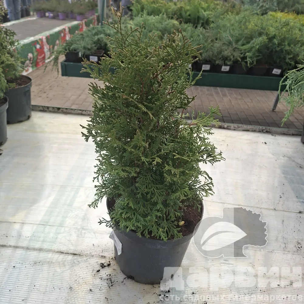 Туя западная Холмструп v5 Lav 