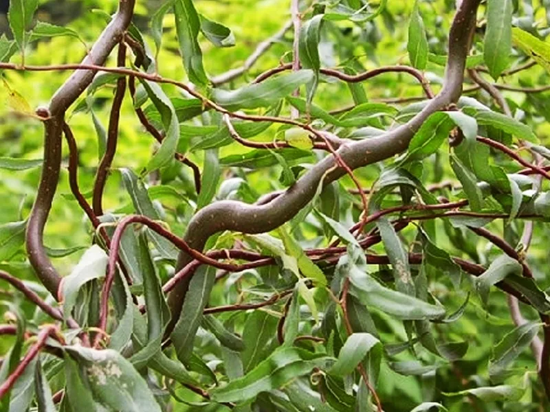 Я_Ива белая Дартс Снэйк v2 Lav 