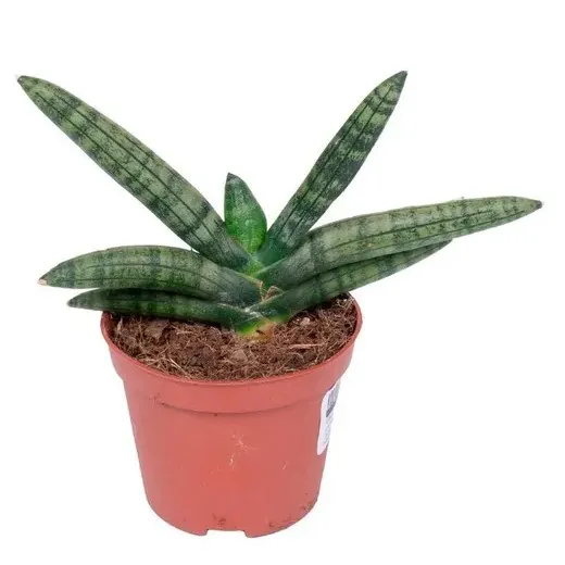 Сансевиерия бонселенсис d12 h25 