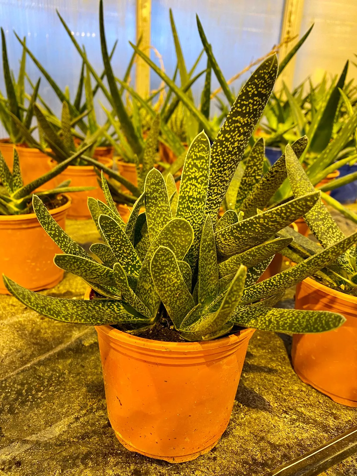 Гастерия d12 Tim 