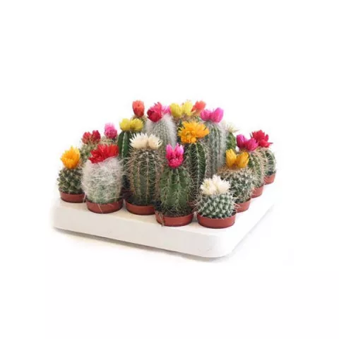 Кактус с сухими цветами d 8 