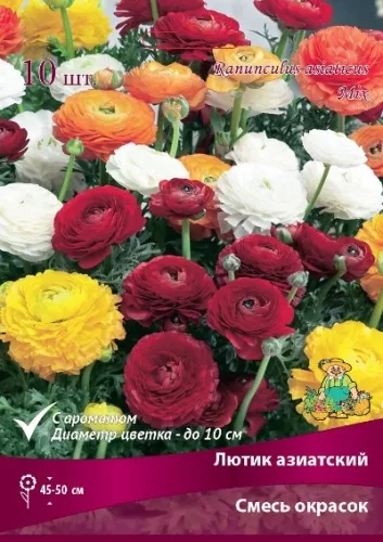 Корневище Лютик азиатский смесь окрасок 7/8 10 штПоиск 