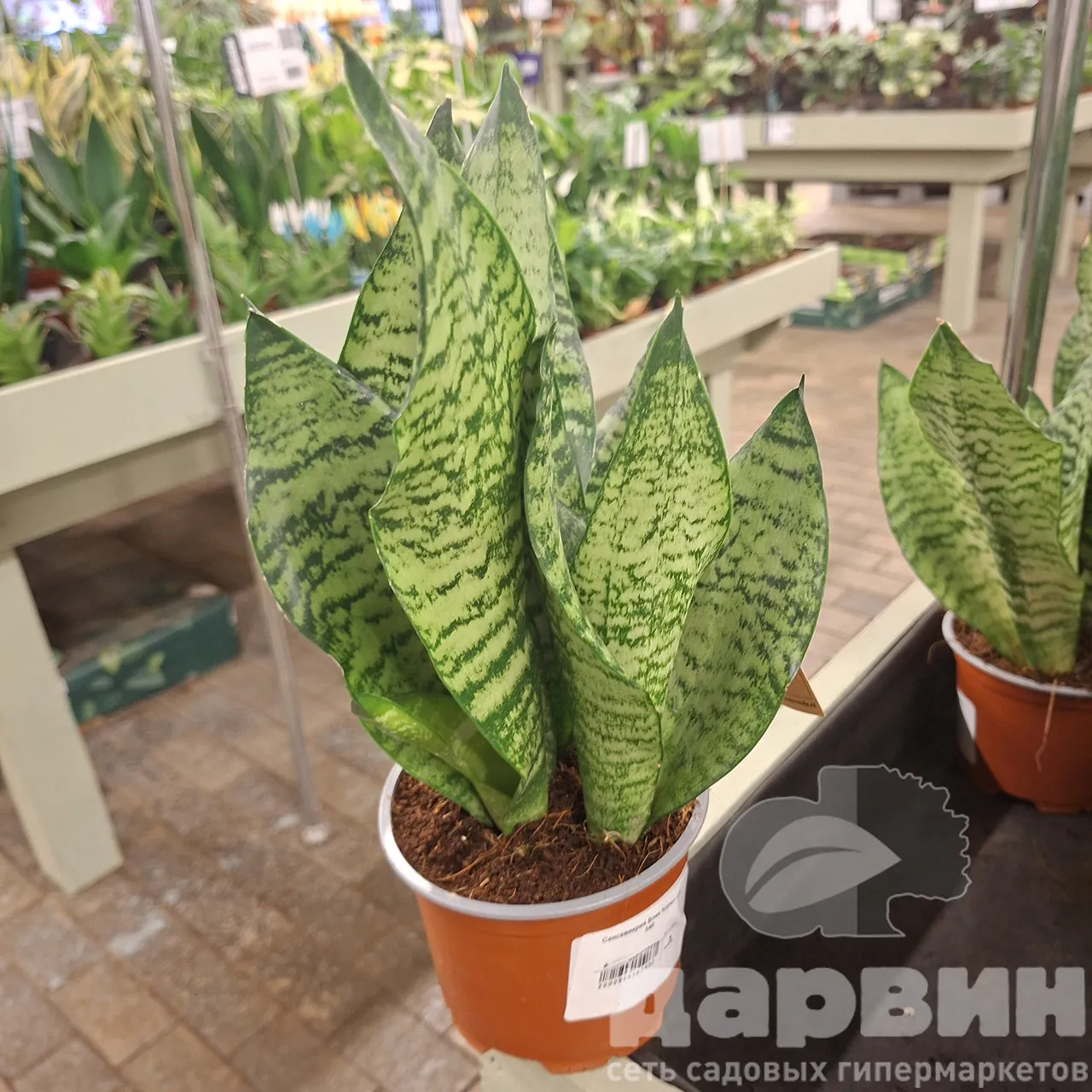 Сансевиерия Блек Корал д12 х40 WM