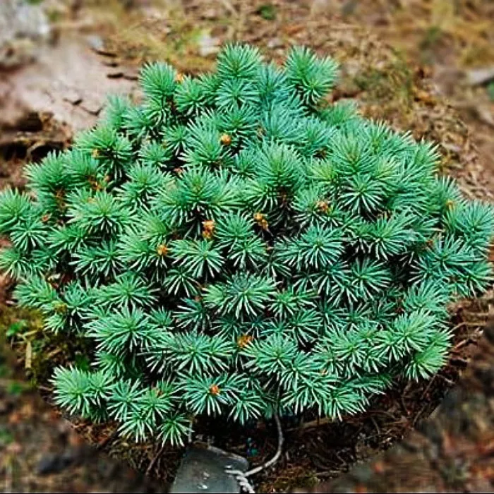 Растение ель колючая Соня C2 15-20 cm Mt 