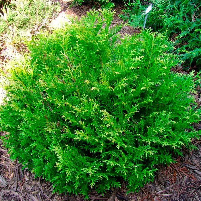 Растение туевик долотовидный C25, 120-140 Bor 