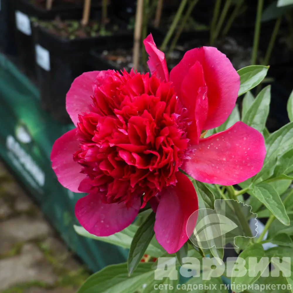 Пион Рэд Грейс v5 Tim 