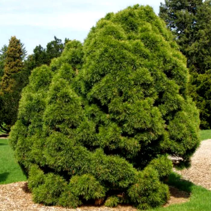 Растение сосна обыкновенная Globosa Viridis C3 20-40 Bor 2017 