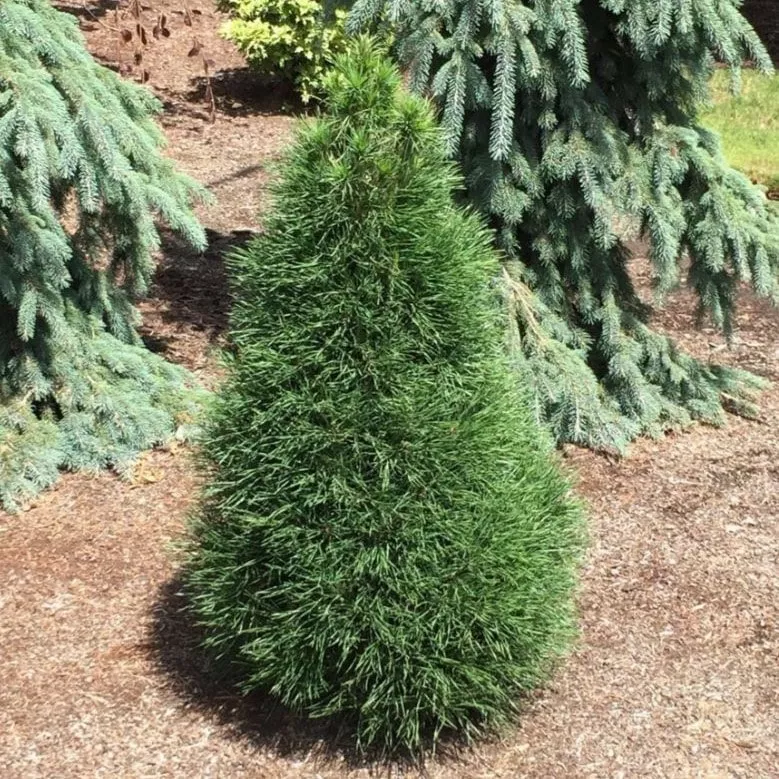 Сосна обыкновенная Грин Пенгуин 20-25 cm cont. 4,0L Mt 