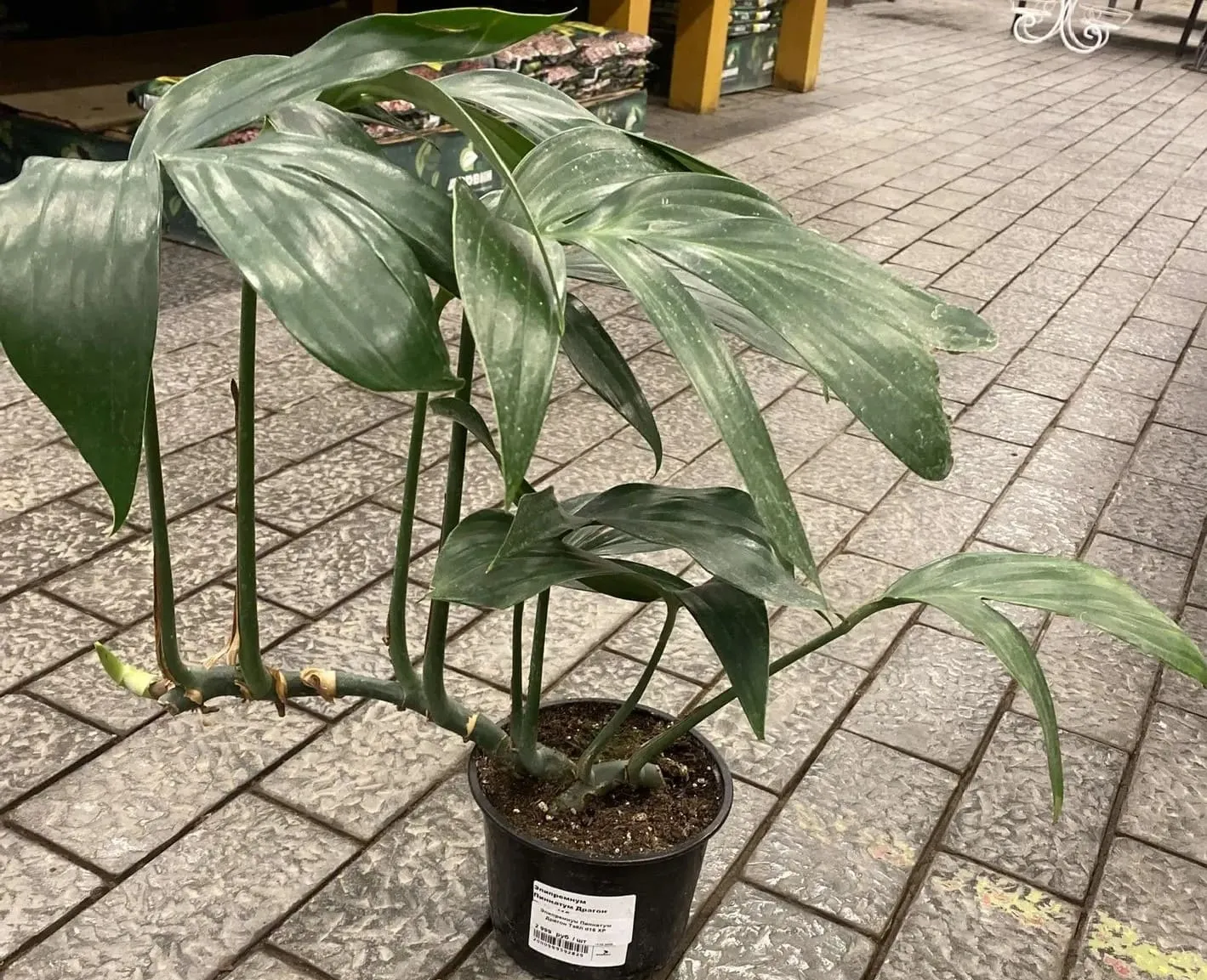 Эпипремнум Пиннатум Драгон Тэйл d15 ХР 