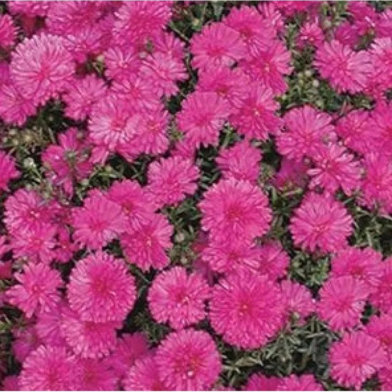 Астра Шоумэйке Претти Пинк d12 ХР 