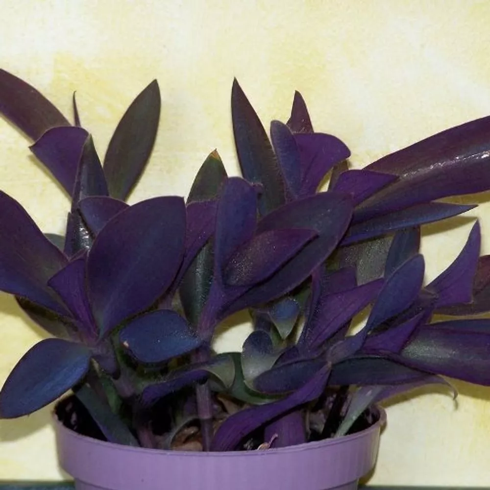 Традесканция блосфельда  d11 Tim 