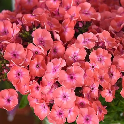 Флокс метельчатый Клементина С2 ЦО 